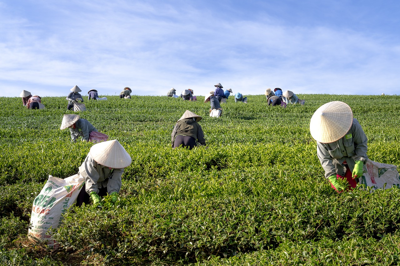 tea  the farm  vietnam free photo