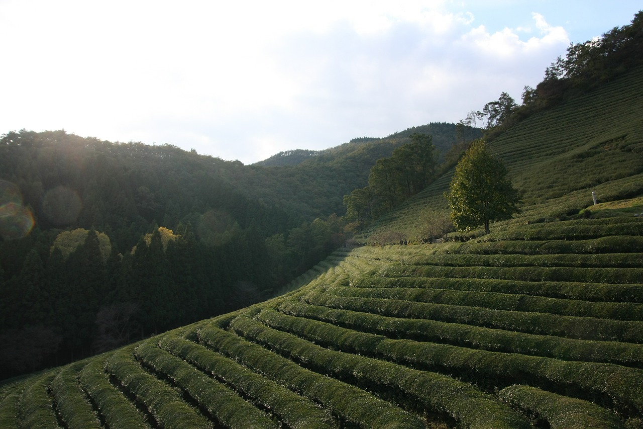 tea scenery green tea plantation free photo