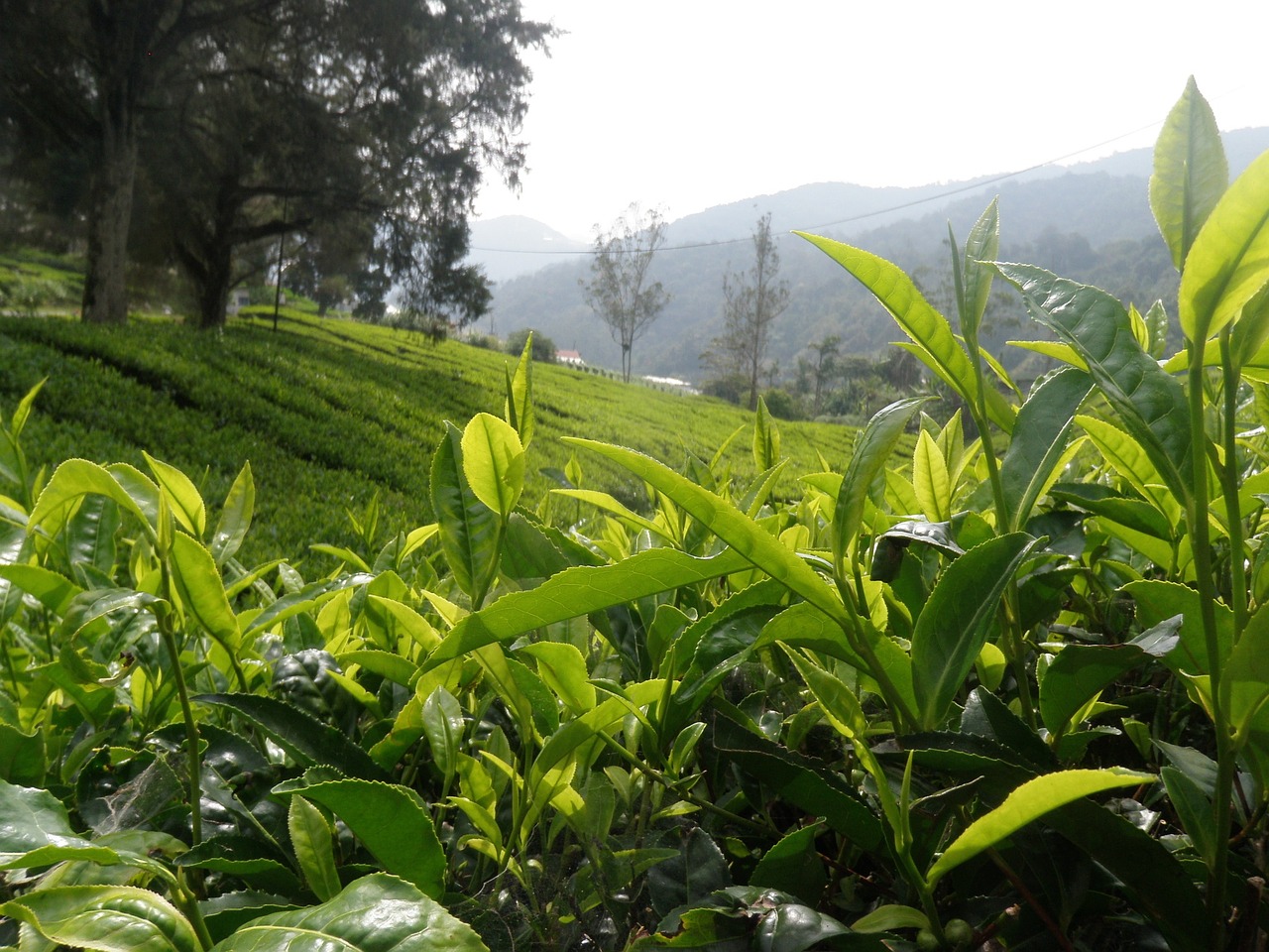tea landscape bush free photo