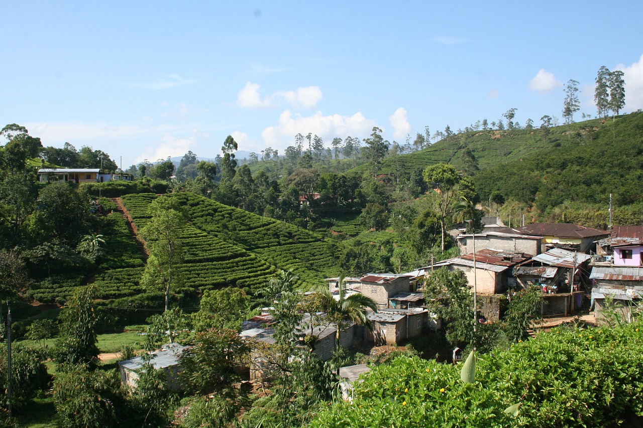tea plantation sri lanka free photo