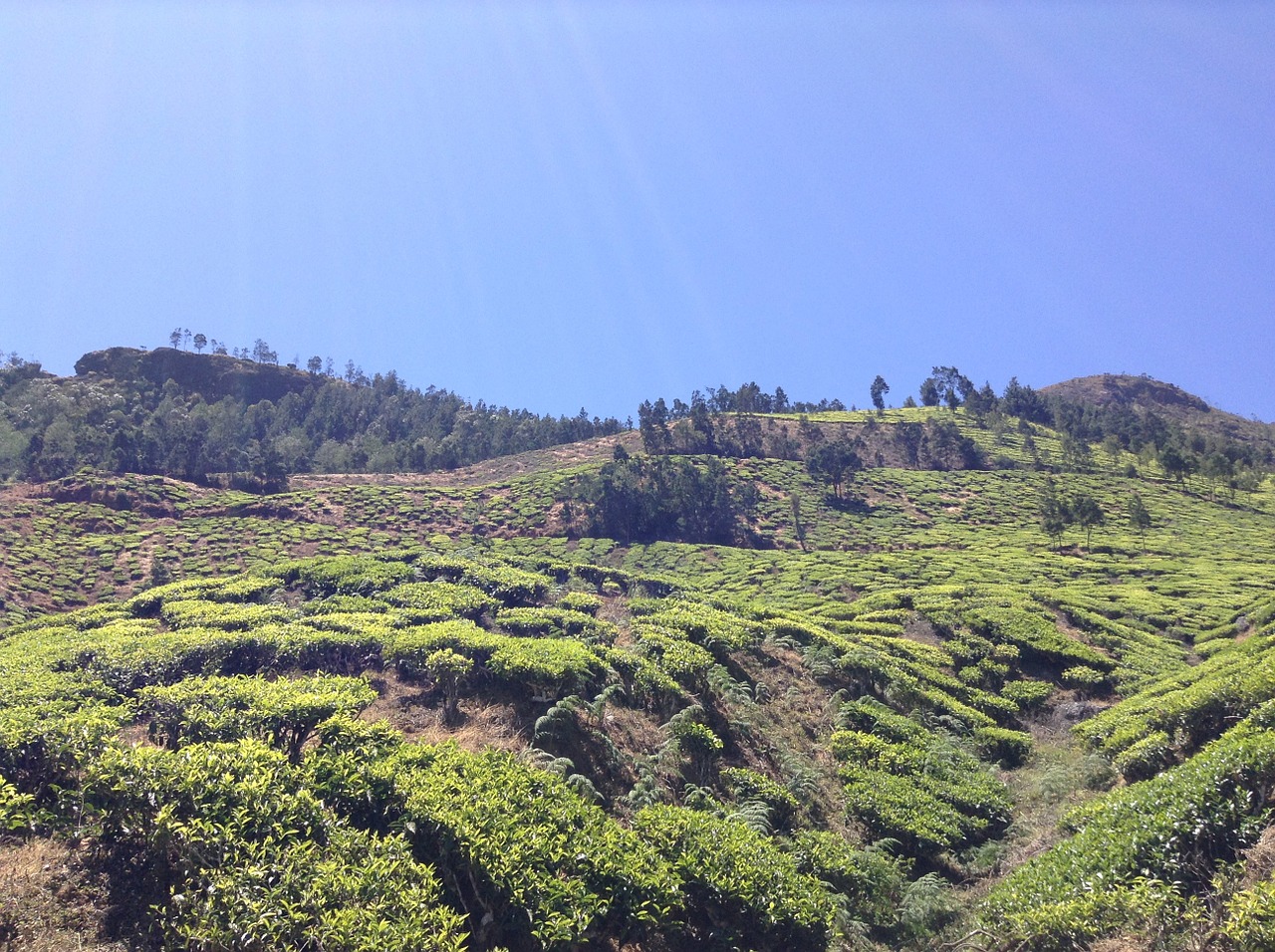 tea plantation green free photo