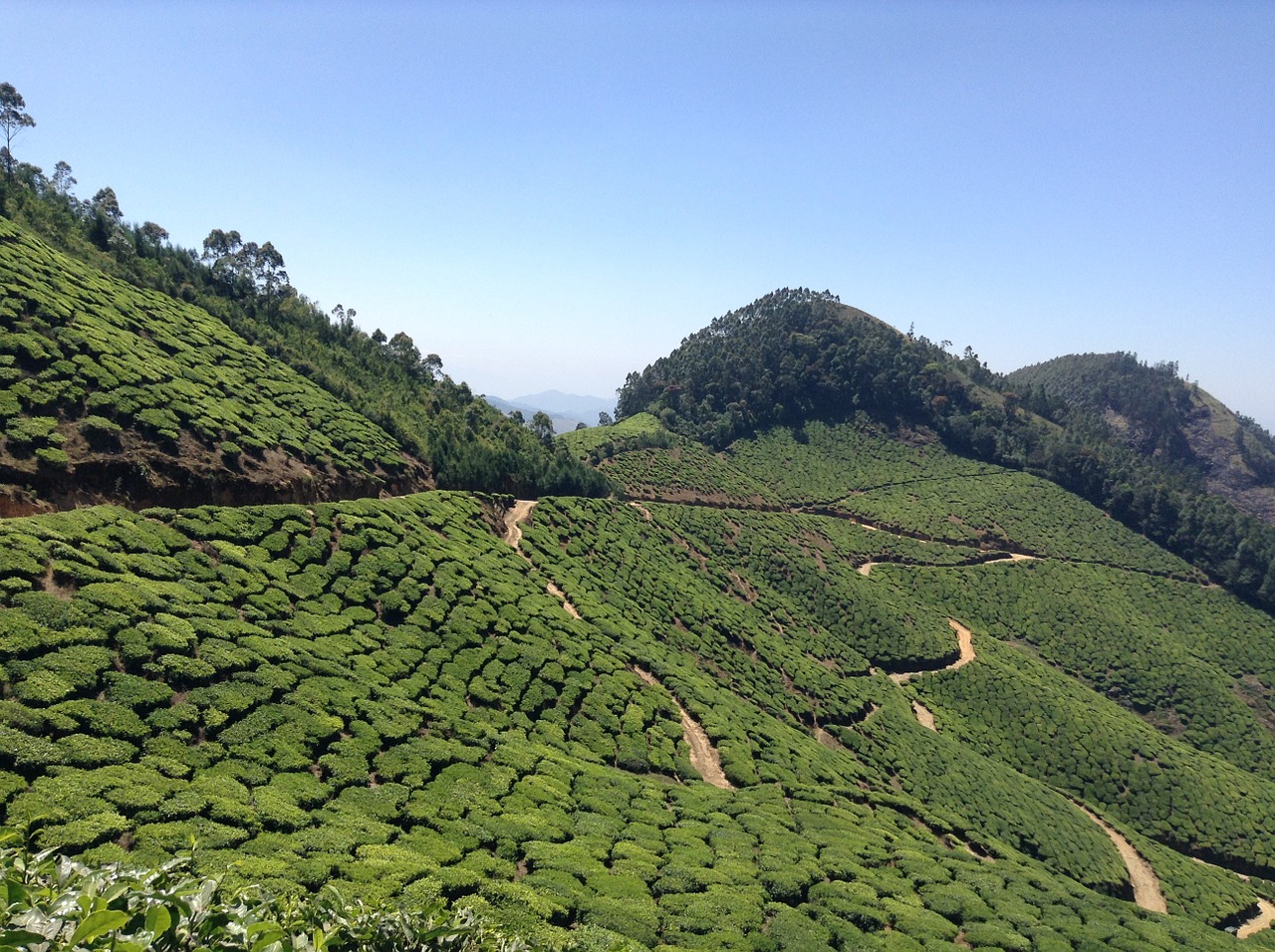 tea plantation nature free photo