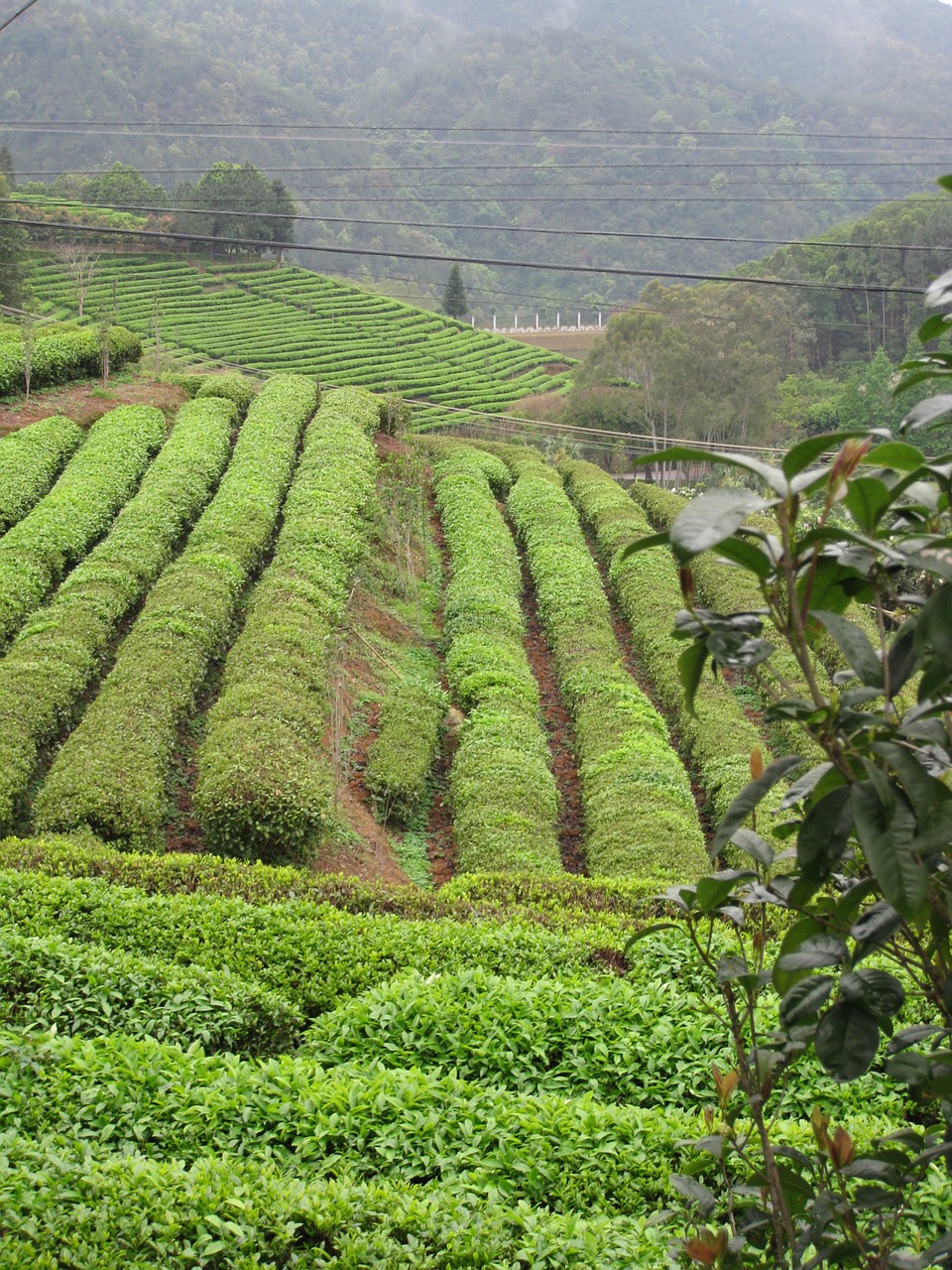 tea collection plantation free photo