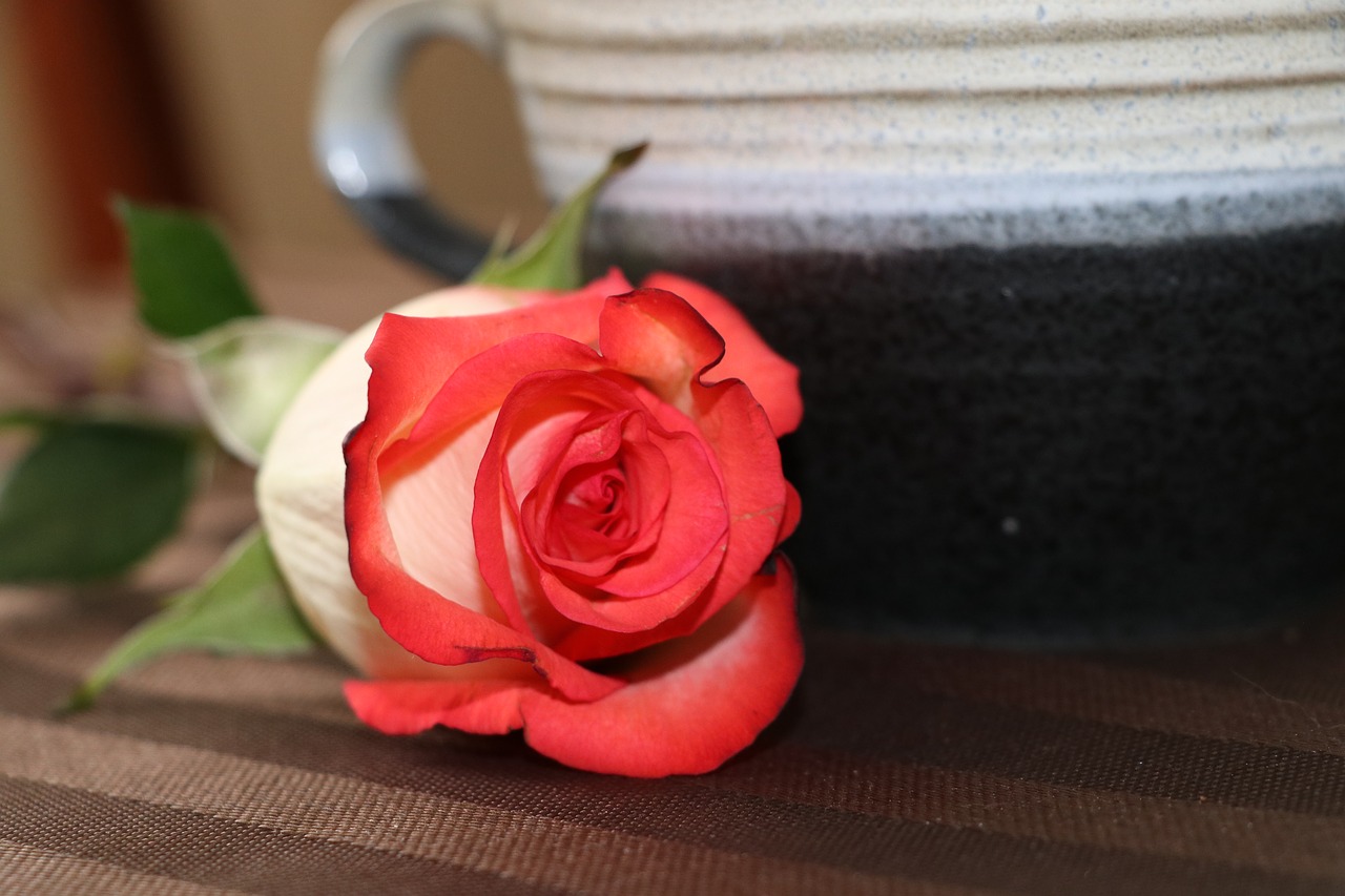 tea cup  rose  red free photo