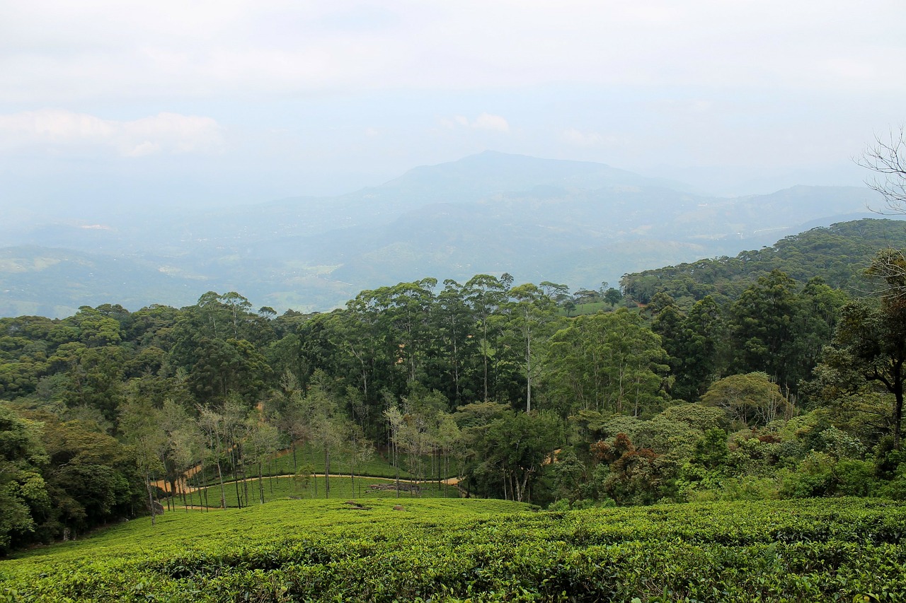 tea estate plantation tea free photo