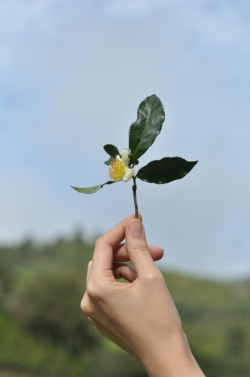 tea flower tea leaf tea free photo