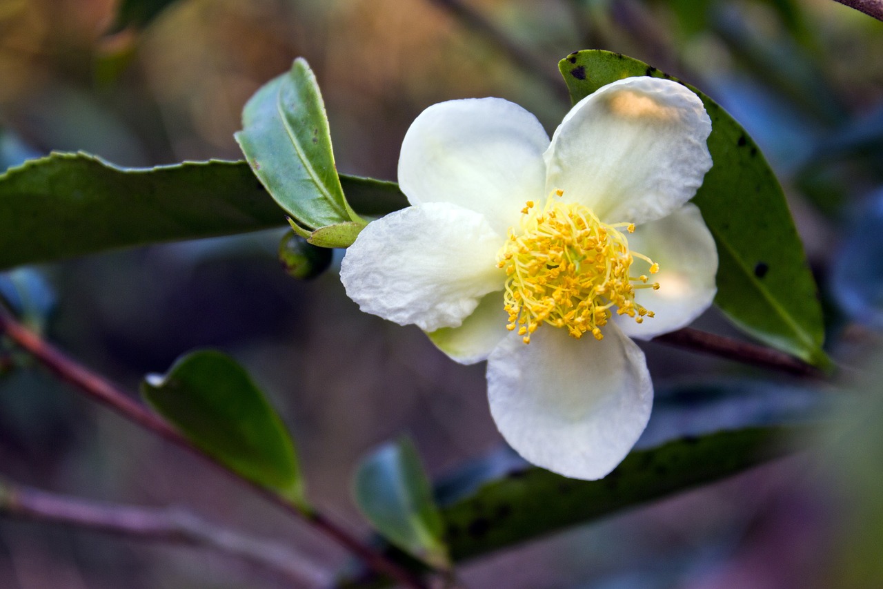 tea flower  flower  white flower free photo