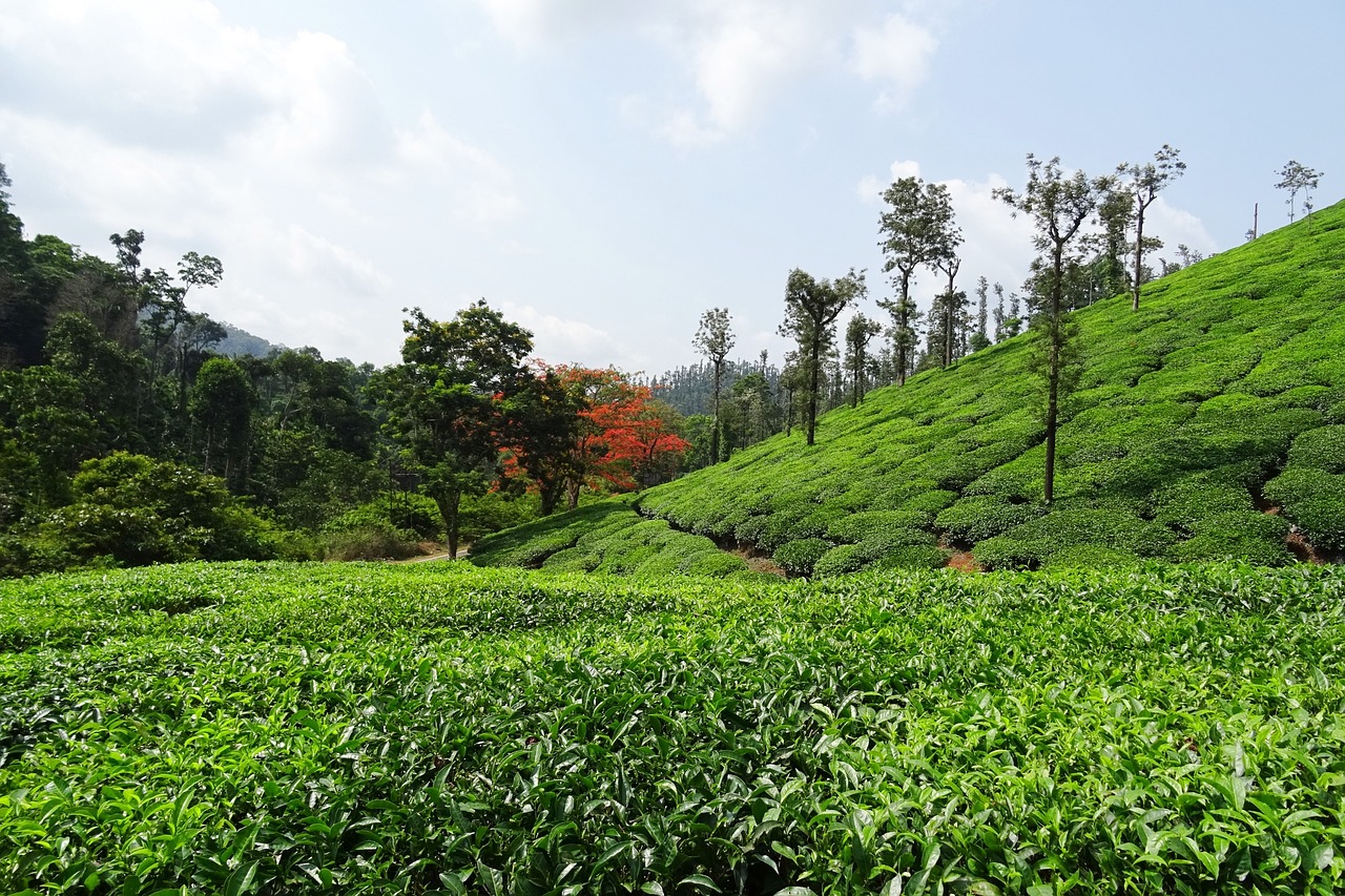 tea garden tea plant free photo