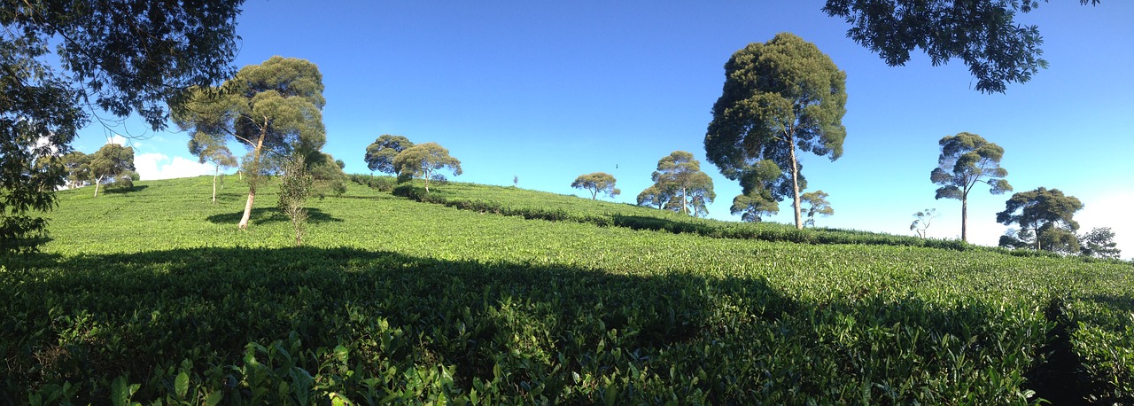 tea garden landscape tropical free photo