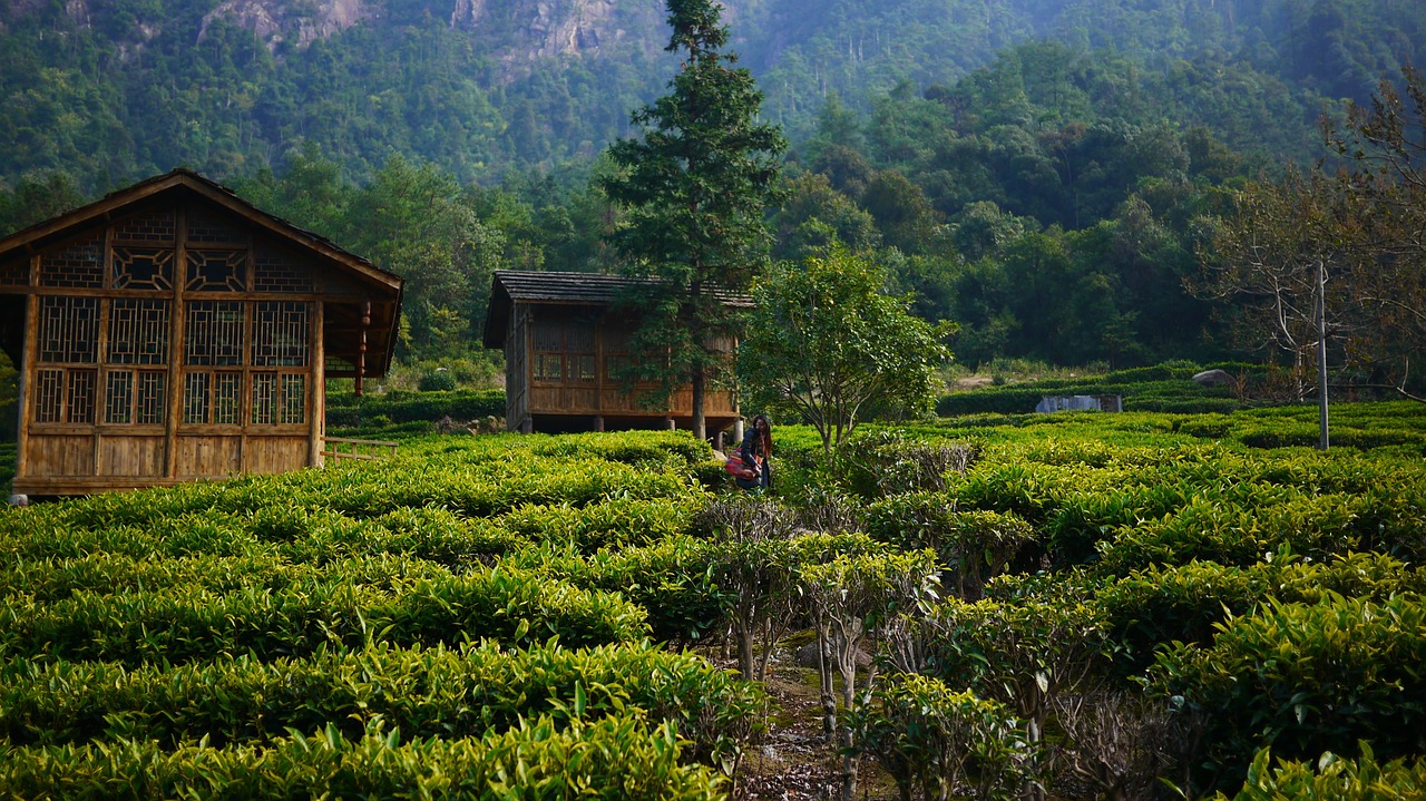 tea garden hillside tea house free photo