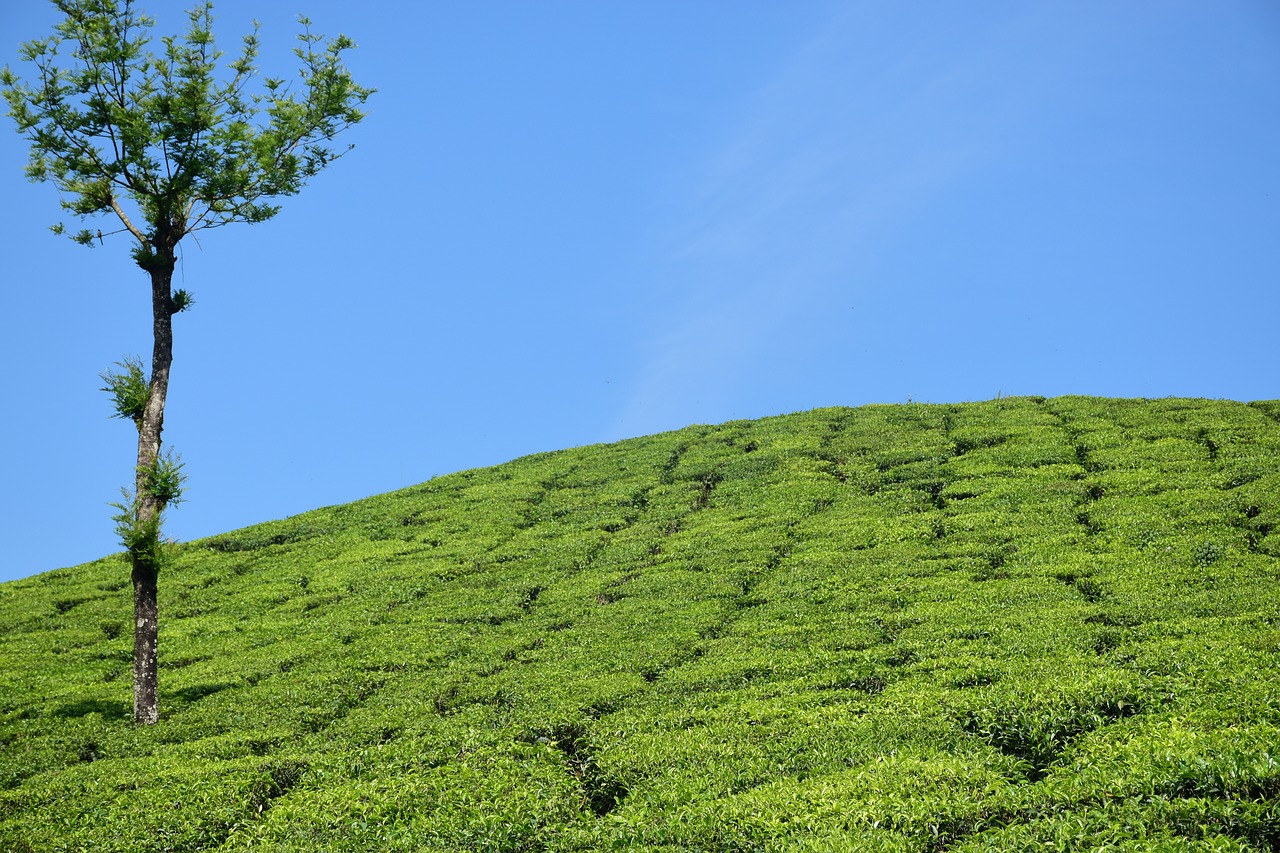tea garden tea plantation tea estate free photo