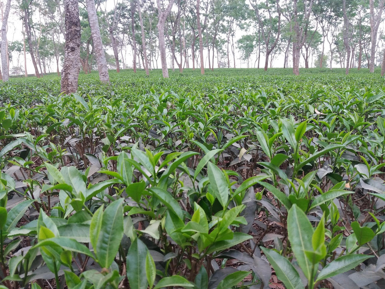 tea garden chittagong bangladesh free photo