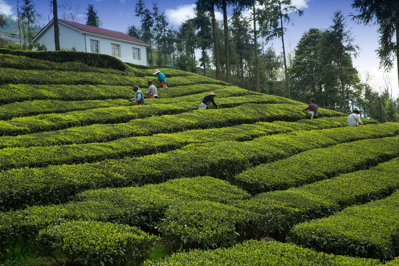tea garden tea grower yichang free photo