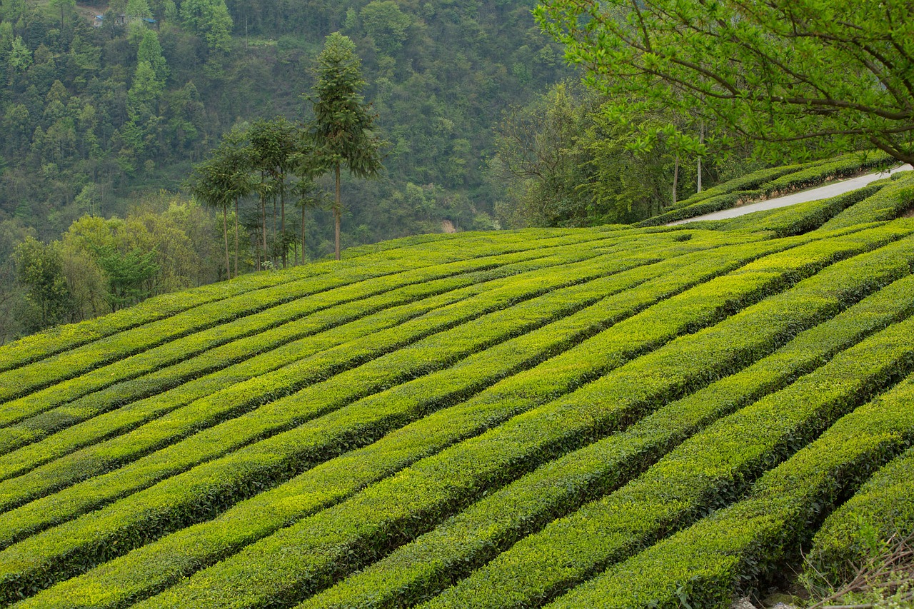 tea garden wufeng green gang ridge free photo