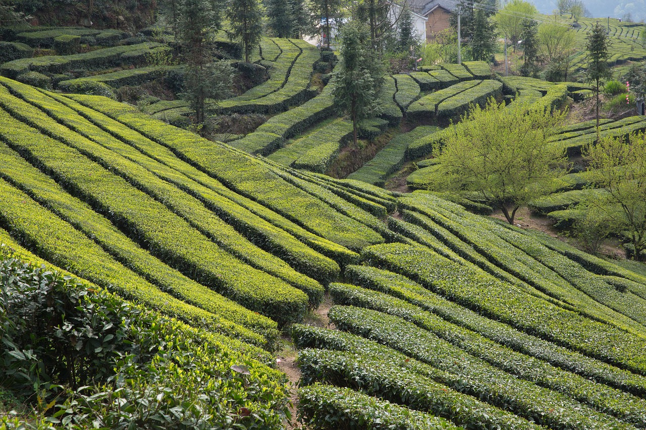 tea garden wufeng green gang ridge free photo
