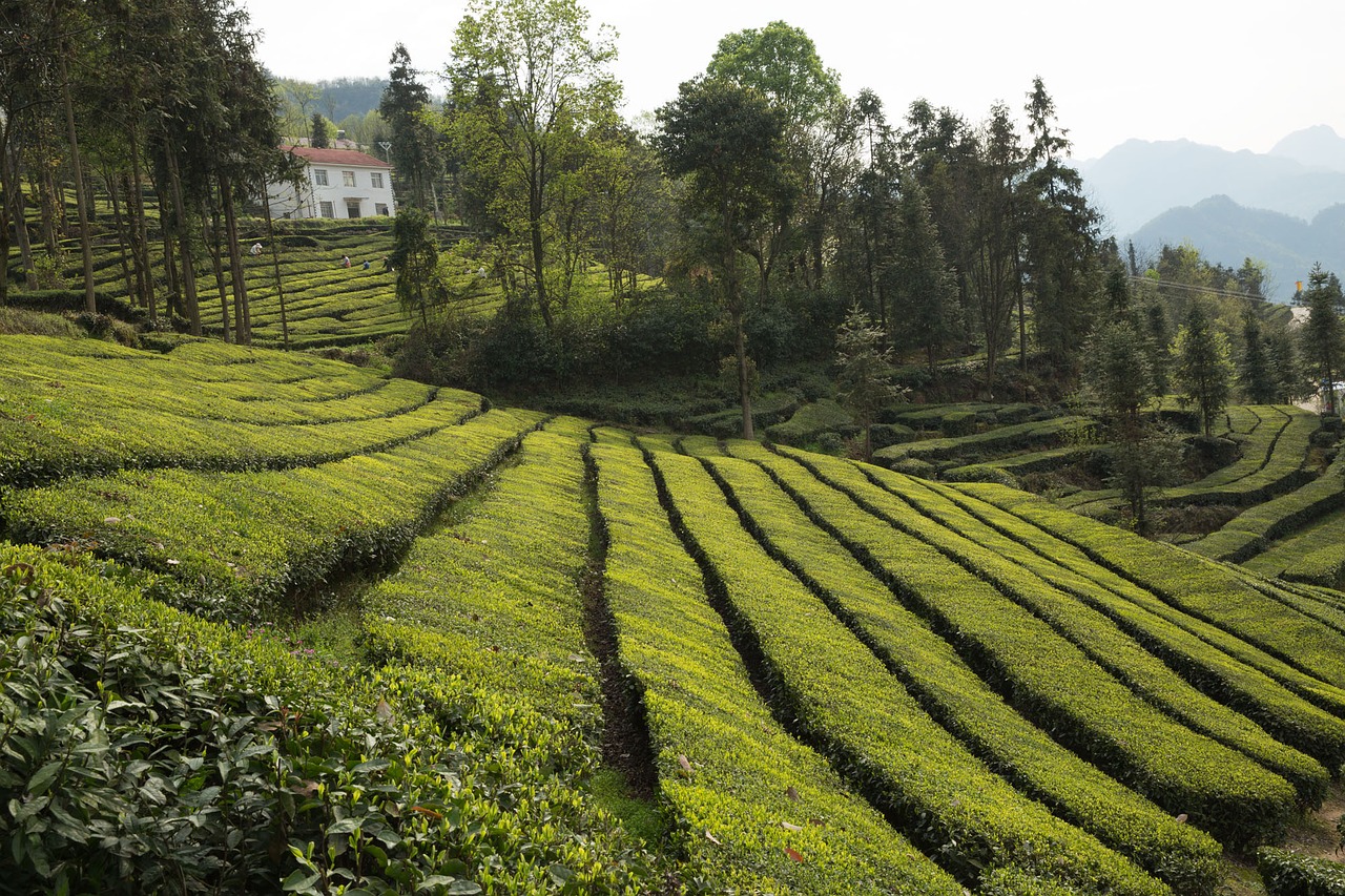 tea garden wufeng green gang ridge free photo