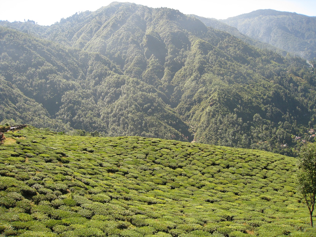 tea garden darjeeling india free photo