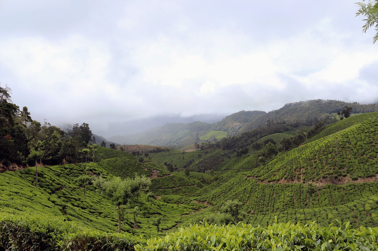 tea garden landscape plantation free photo