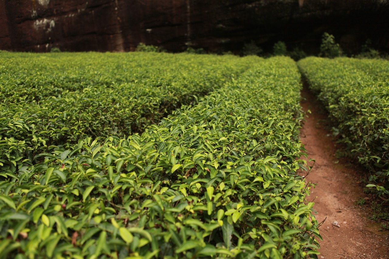 tea garden tea tree tea free photo