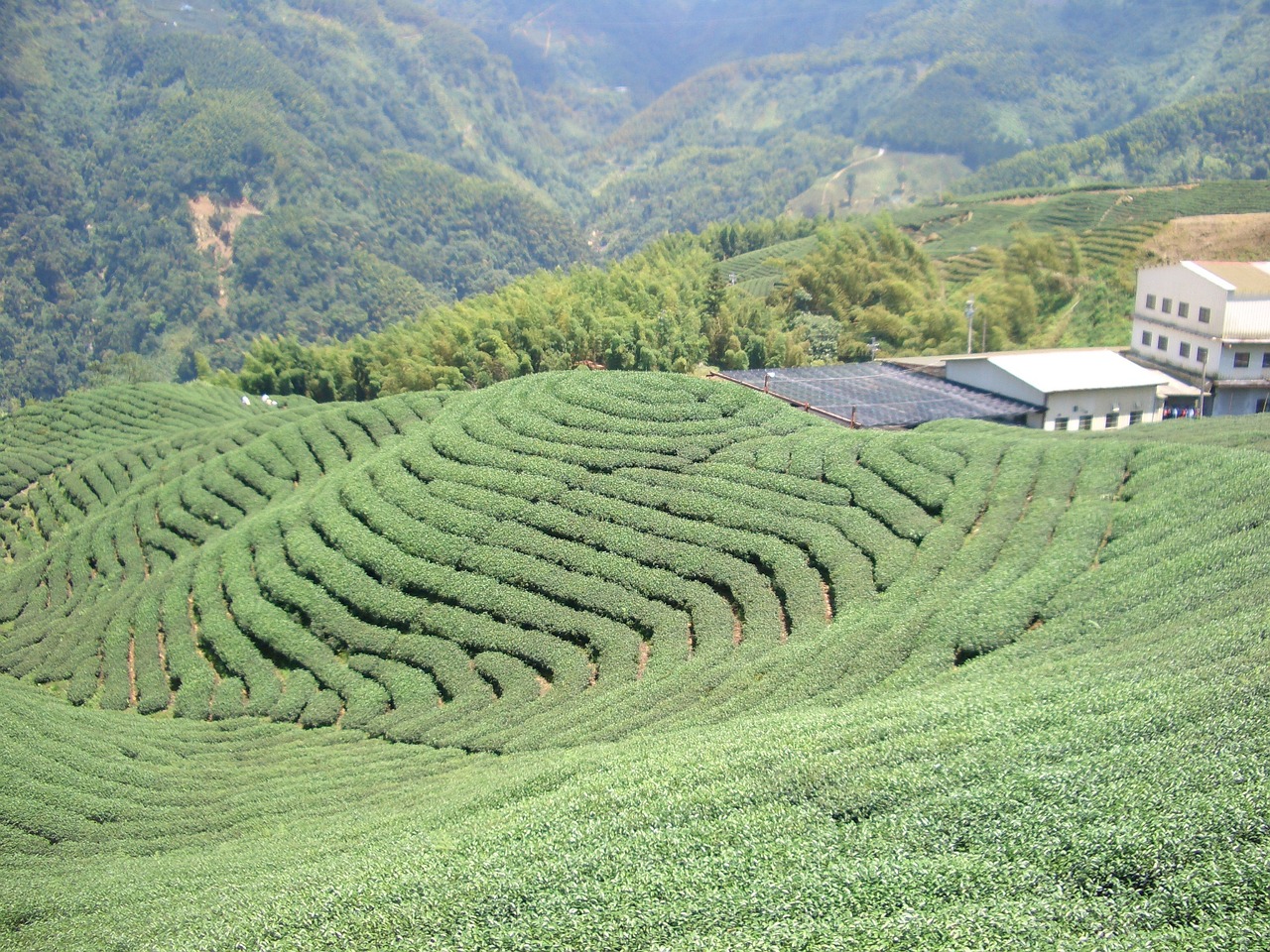 tea garden tea cultivation tee free photo