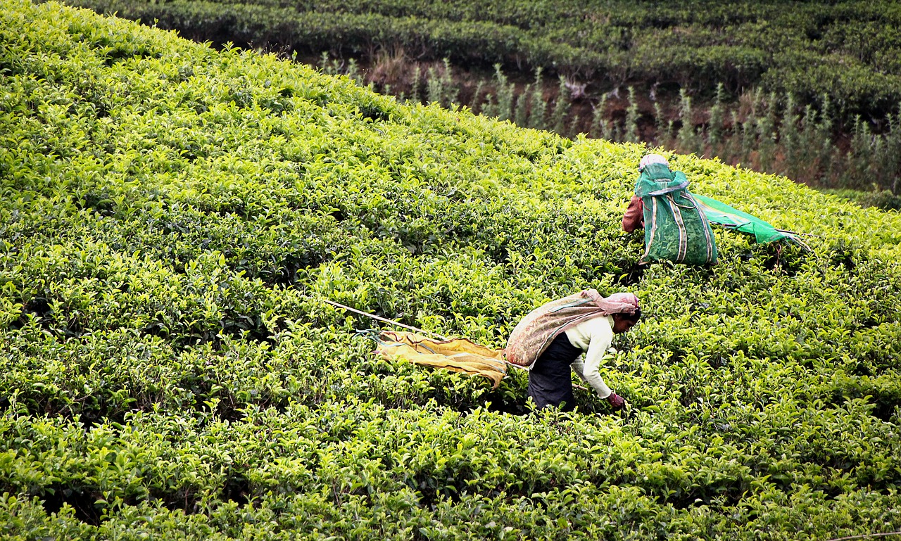 tea harvest tee tea plantation free photo