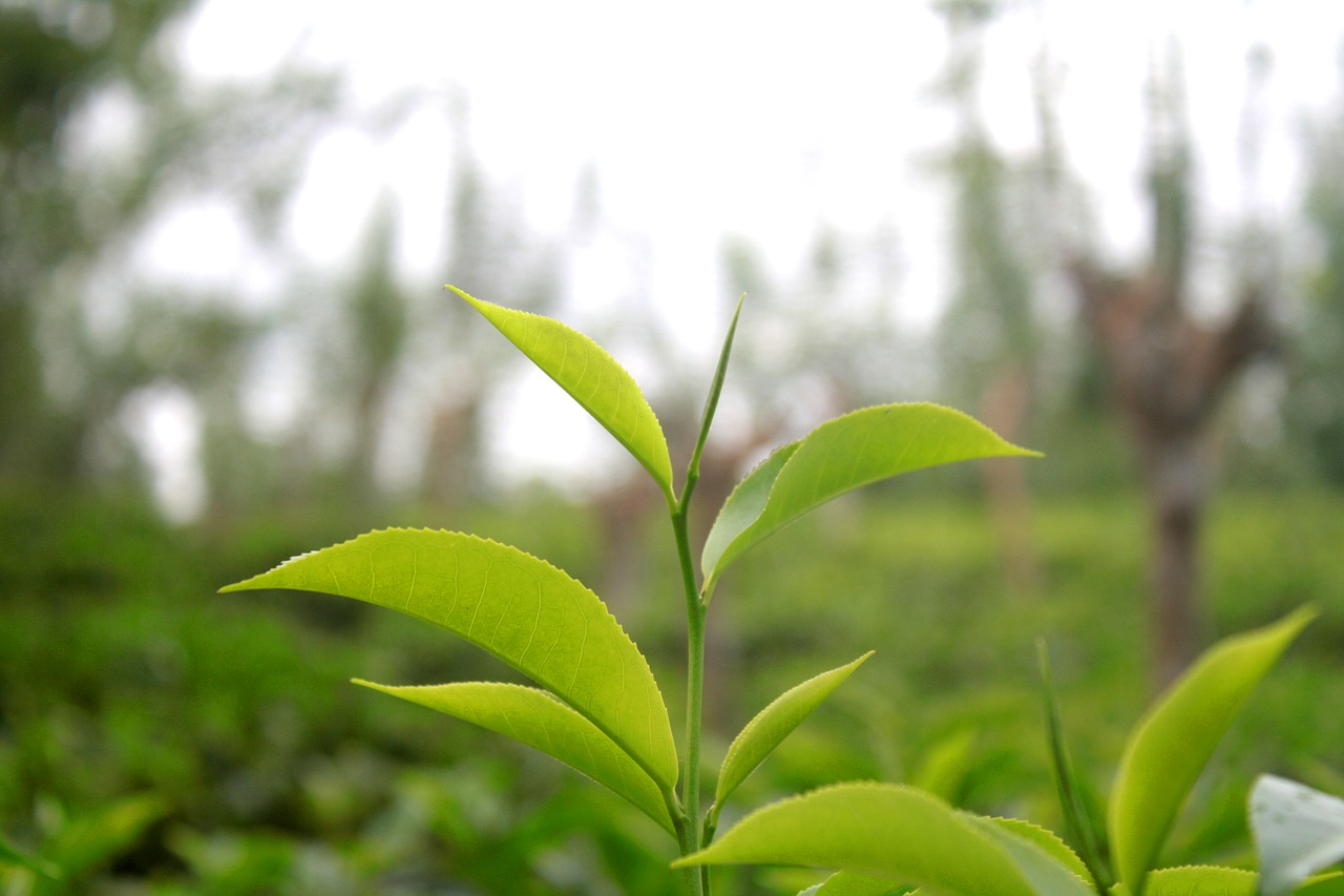 tea leaf tea leaves green free photo