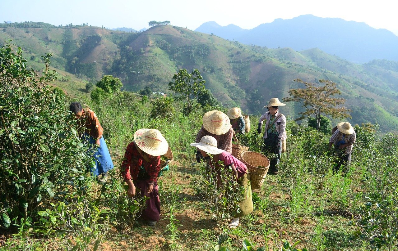 tea-leaf  nature  women free photo