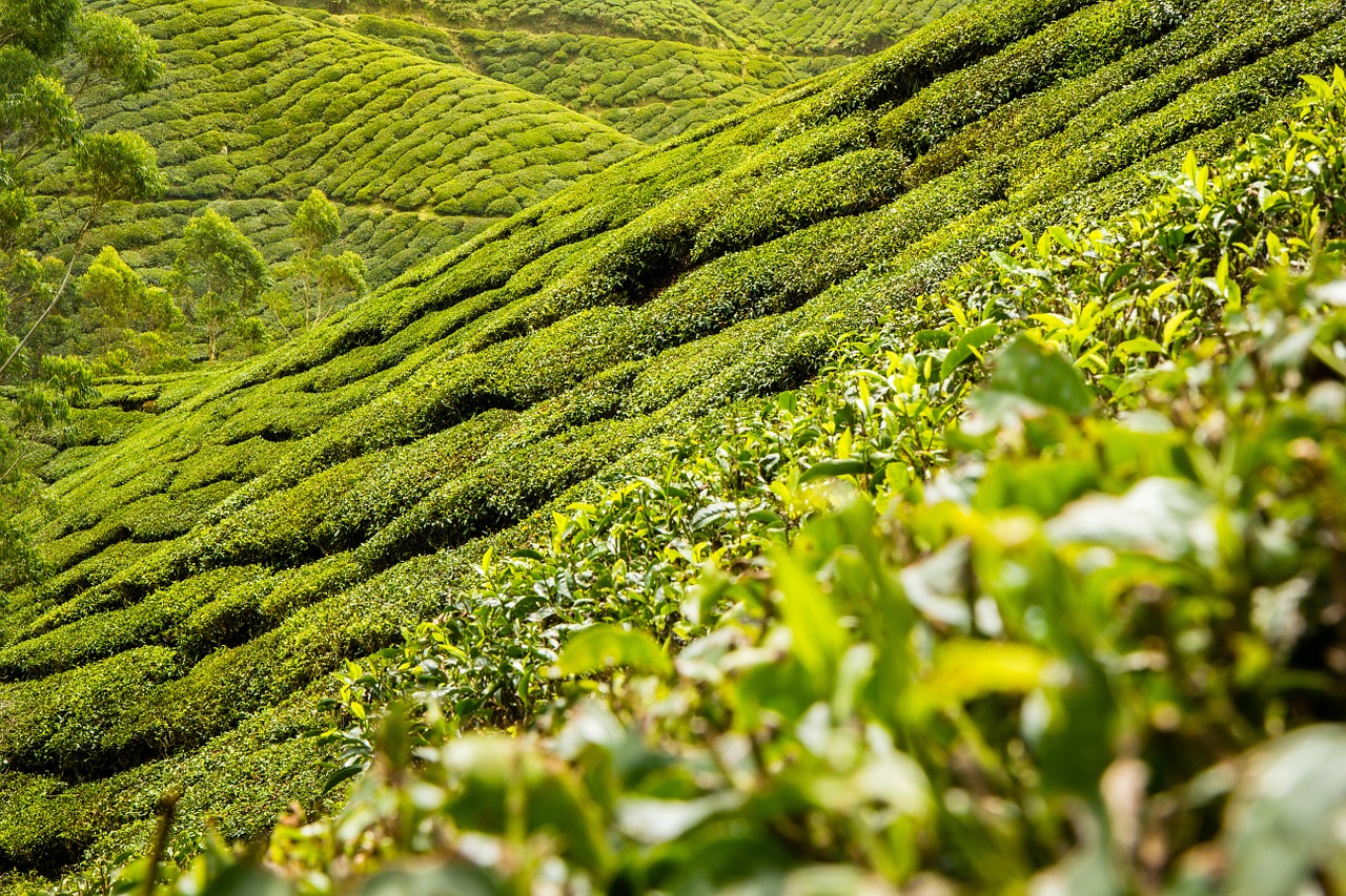 tea leaves tea plantation free photo