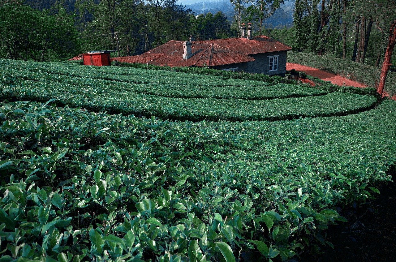tea leaves tea garden south india free photo
