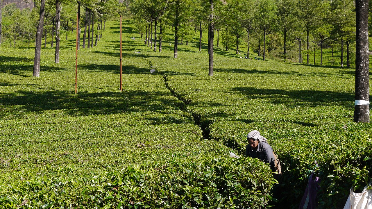 tea picker tea munnar free photo