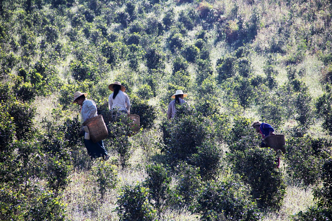 tea pickers tea picking work free photo