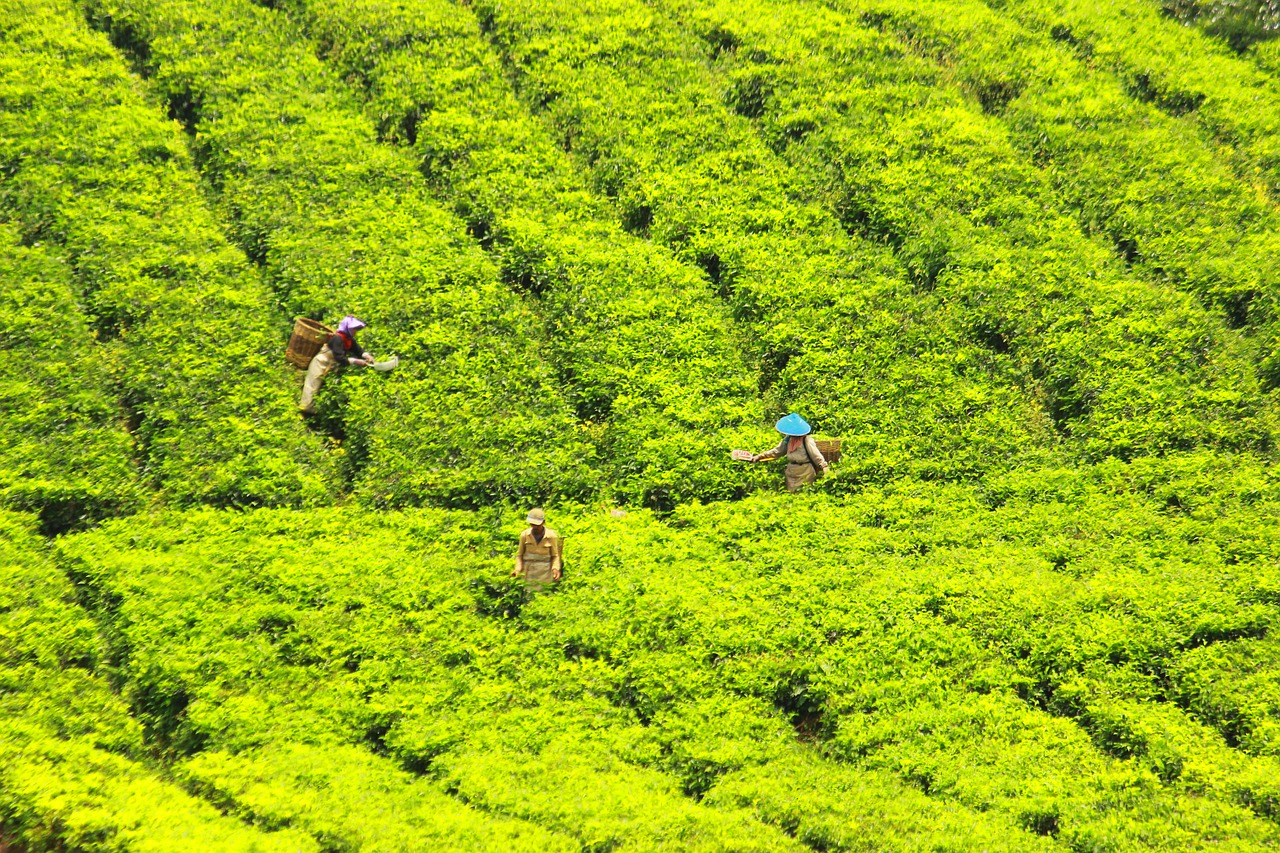 tea pickers tea green free photo