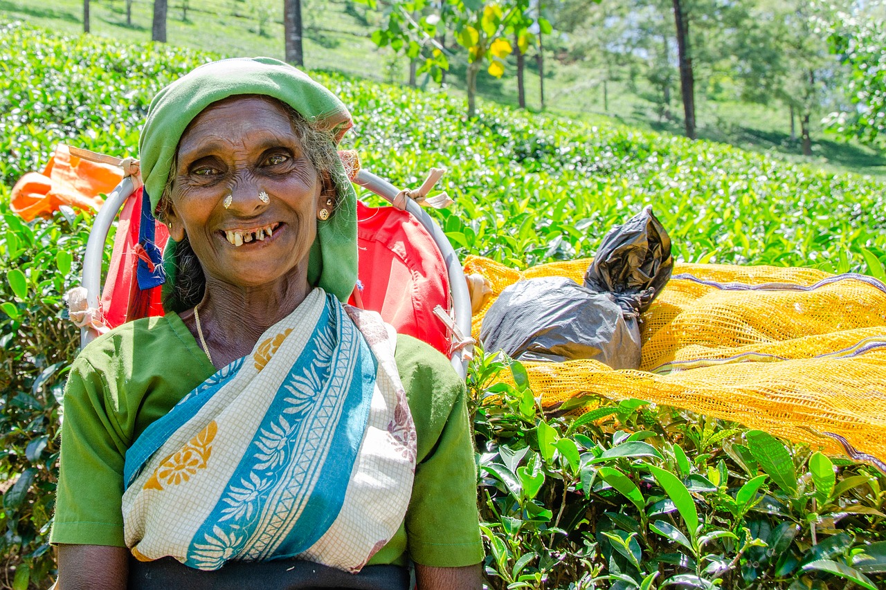 tea picking lady  tea leaves  job free photo