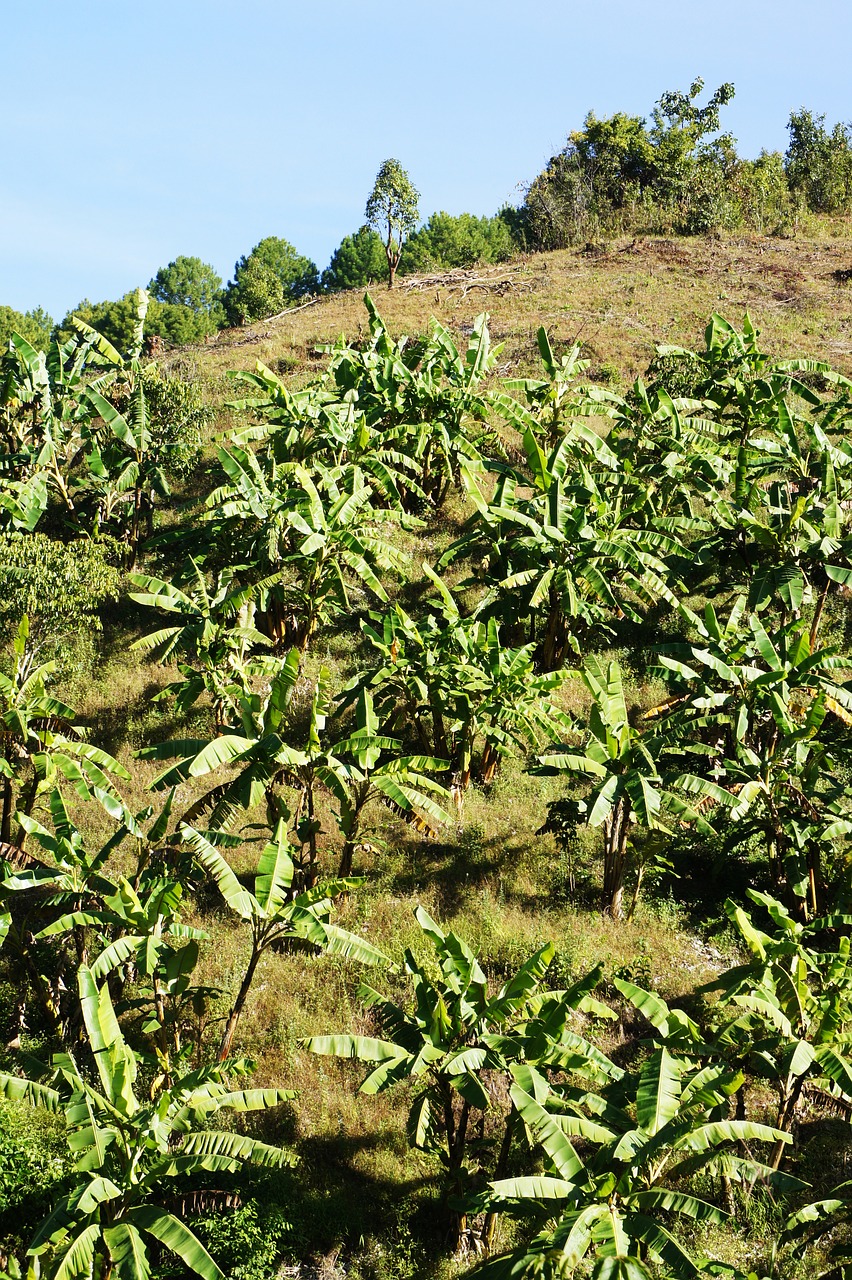 tea plant tea cultivation area tee free photo