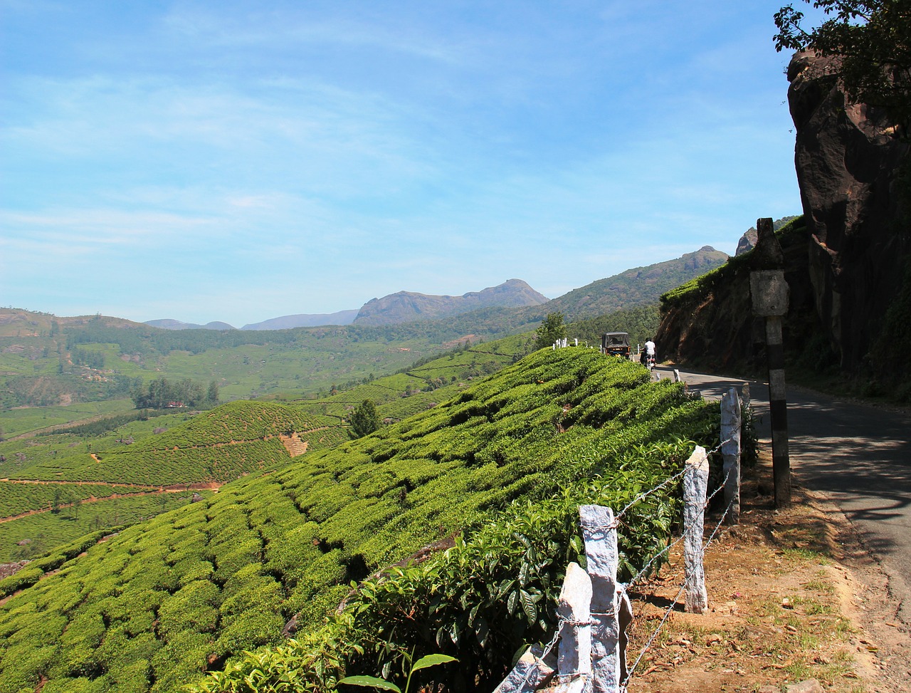 tea plantation tea cultivation india free photo