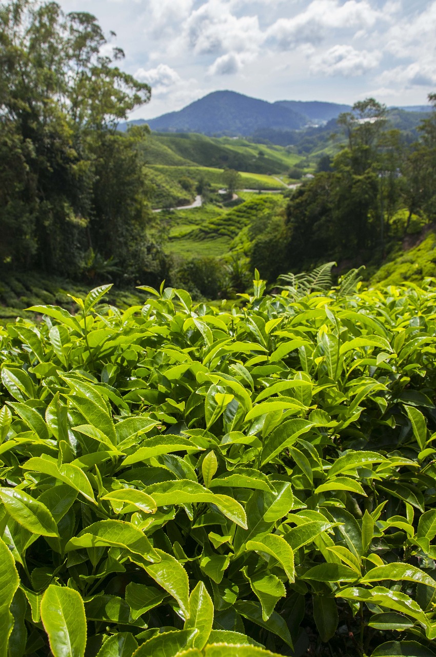 tea plantation cameron highlands malaysia free photo