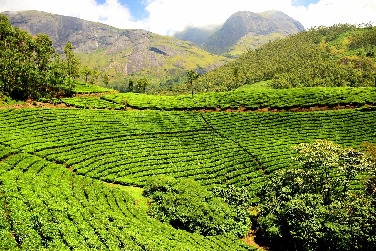 tea plantation tea garden india free photo