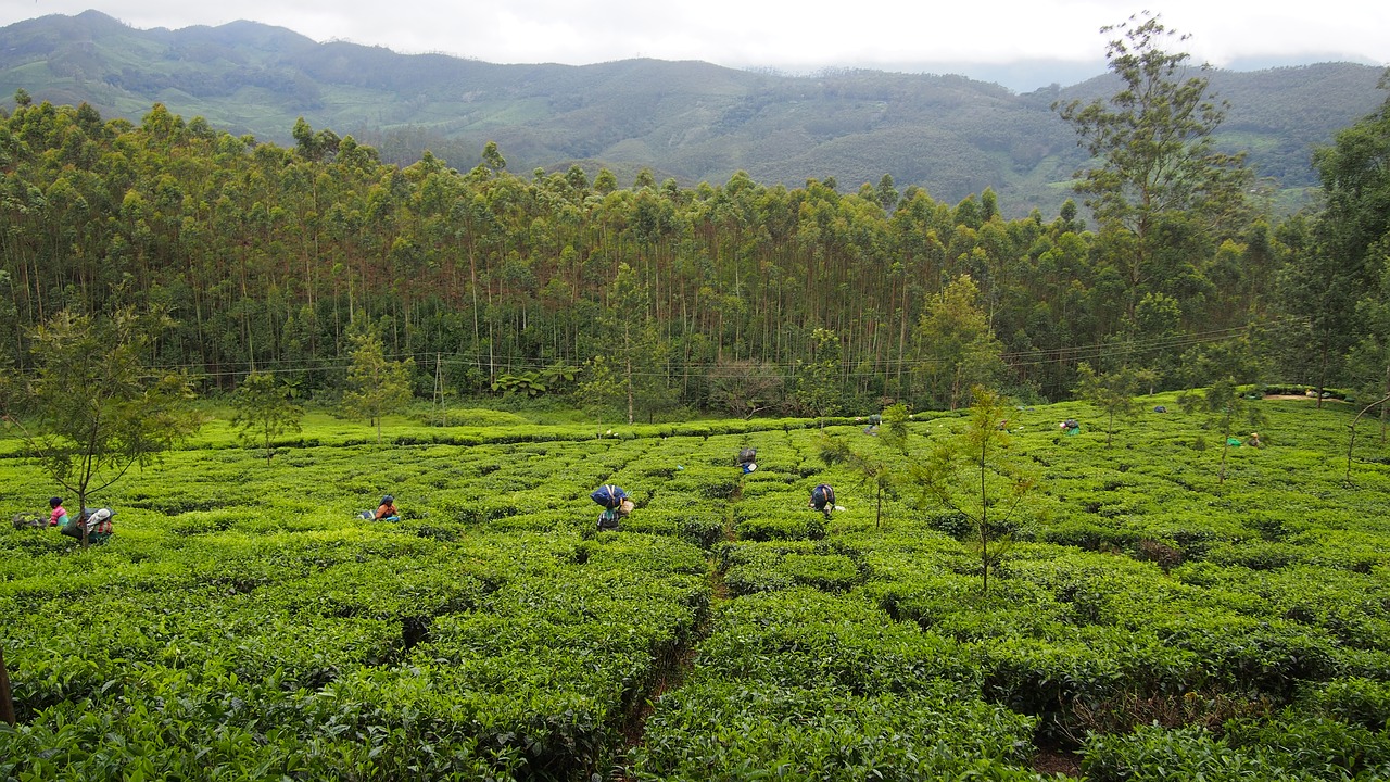 tea plantation india munnar free photo