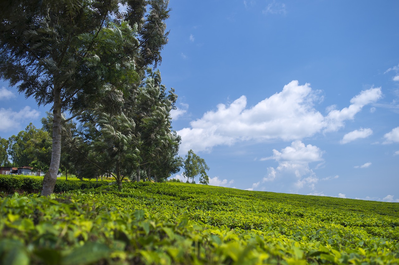 tea plantation wallpaper green free photo