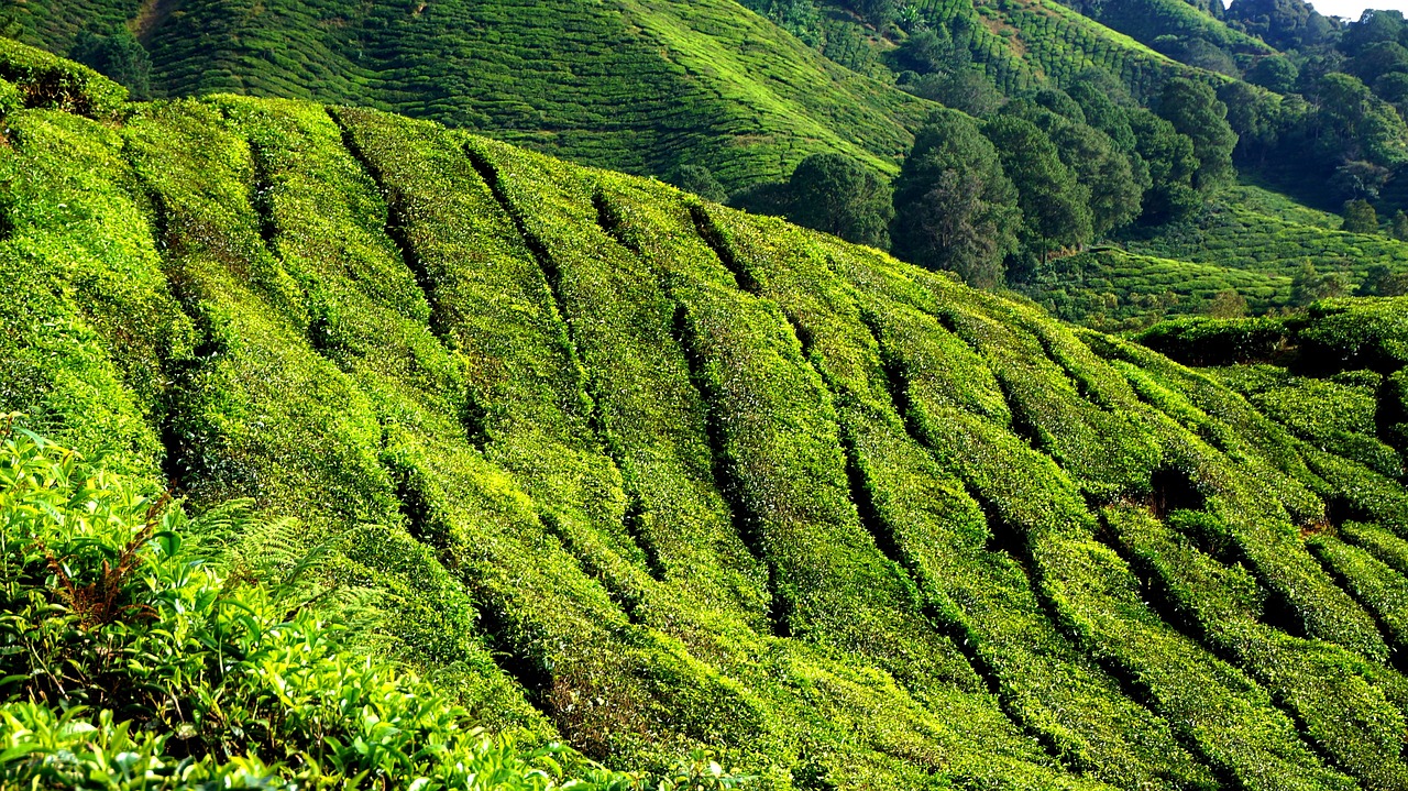 tea plantation green field free photo
