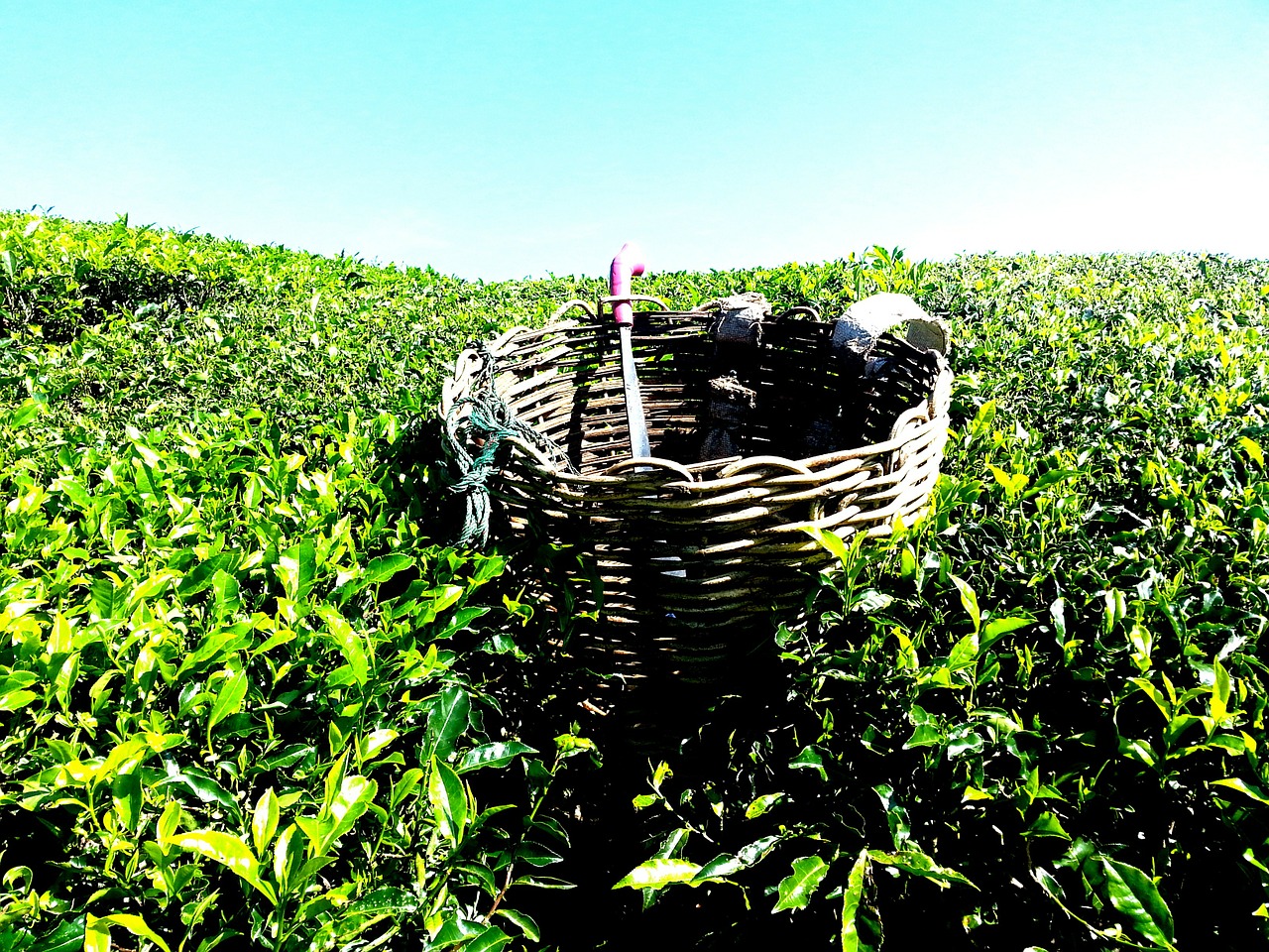 tea plantation tea farm tea free photo