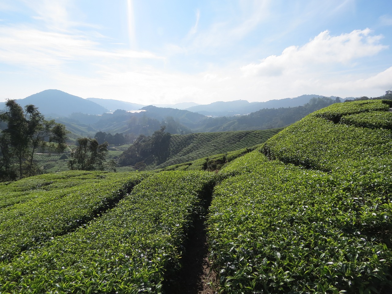 tea plantation malaysia cameron highlands free photo
