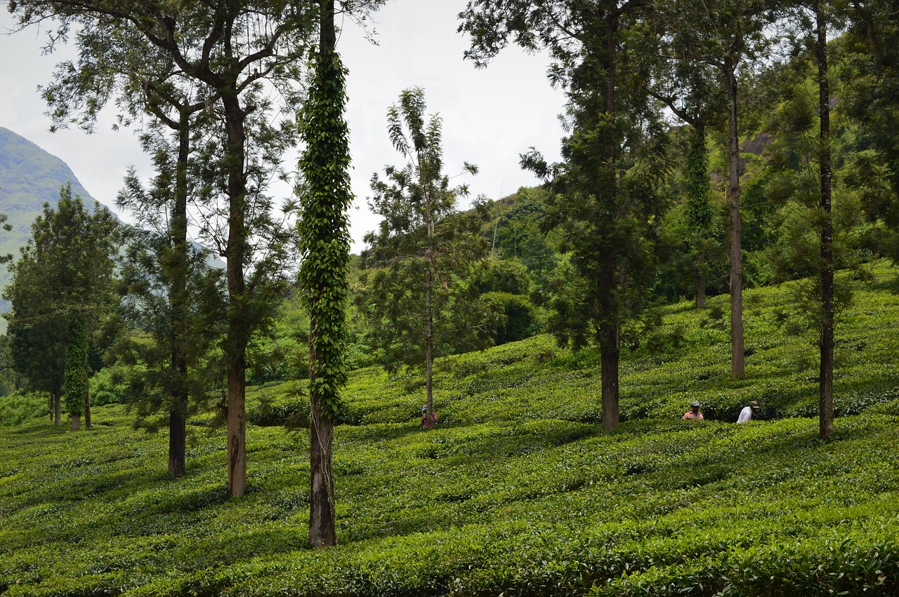 tea plantation agriculture nature free photo