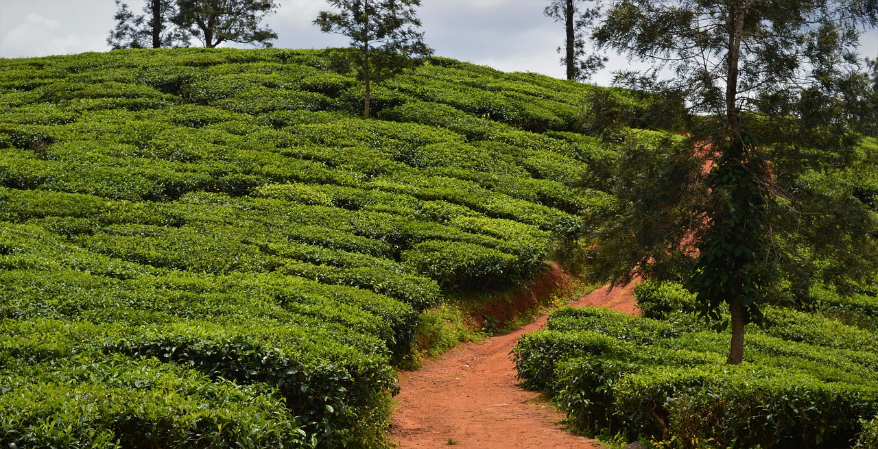 tea plantation agriculture nature free photo