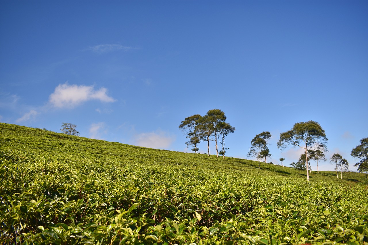 tea plantation tea landscape free photo