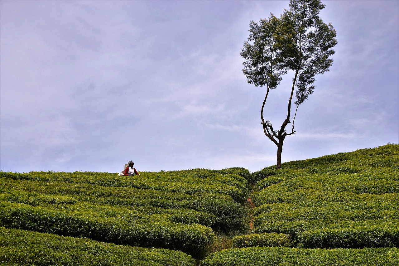 tea plantation tea harvest sri lanka free photo