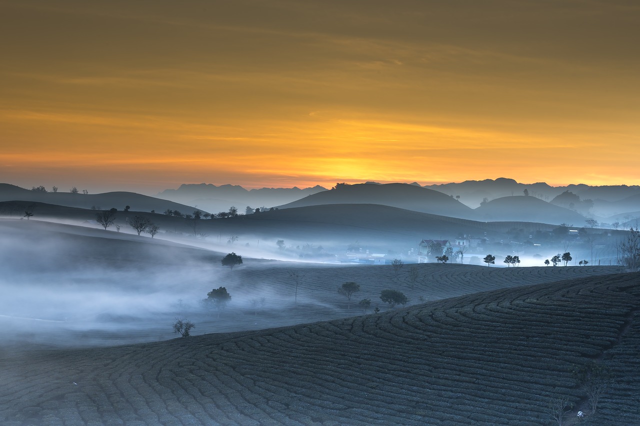 tea plantation  landscape  vietnam free photo