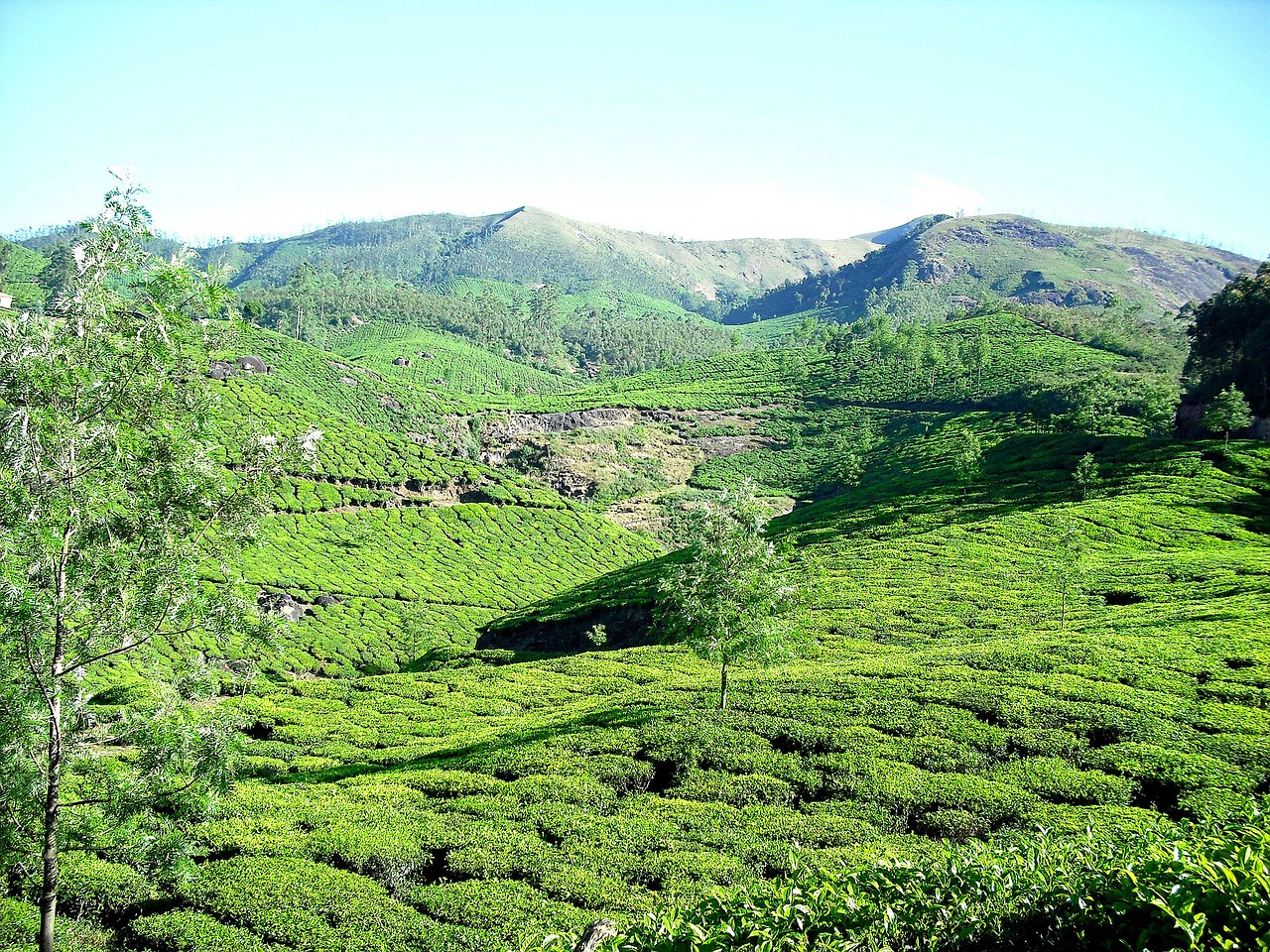 tea plantation tea garden mountain free photo