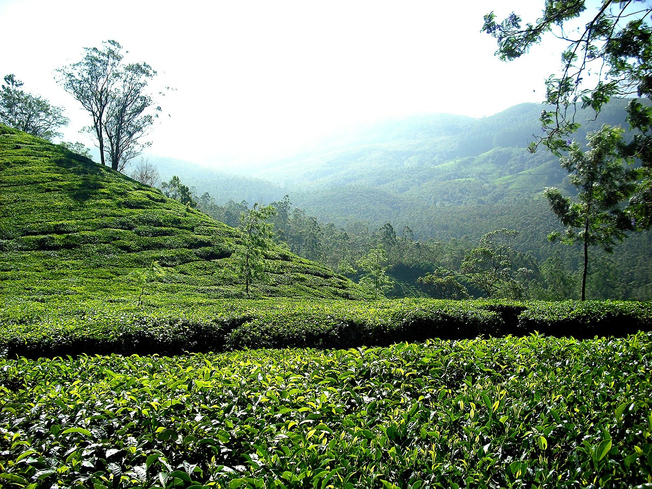 tea plantation tea plantation free photo