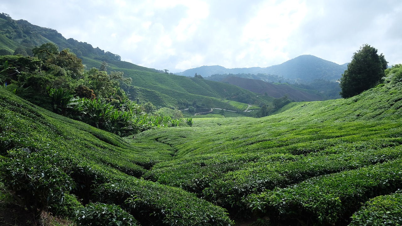 tea plantation  cameron highlands  malaysia free photo